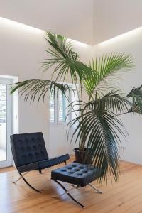 a black chair and a palm tree in a room at Casa Mar Adentro in Câmara de Lobos