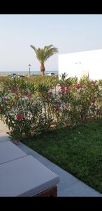 a bush with pink flowers in front of a building at Sea Breeze White Villas 2 in Bilgah