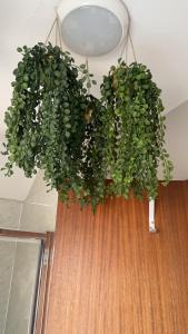 Lwr Ormeau Guest House في بلفاست: النباتات الخضراء المتدلية من السقف