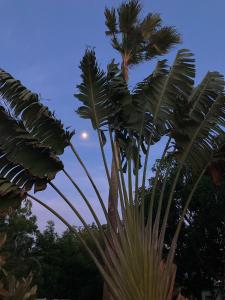 Giardino di Woodstock Palmresort Curaçao