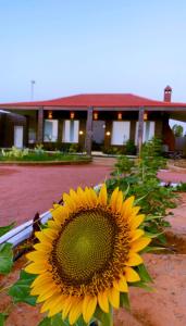 a large sunflower sitting in front of a building at Golden Sands Resort in Qibāʼ