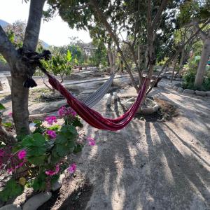 un hamac suspendu à un arbre dans un jardin dans l'établissement Refugio de Santiago Ecolodge, à Lunahuaná