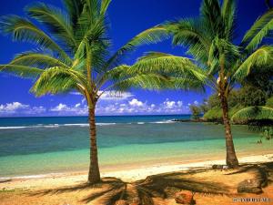 dos palmeras en una playa con el océano en Dragon hotel en Ha Long