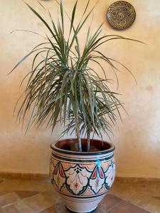 a plant in a pot sitting on a floor at Dar diafa samira in Mirleft