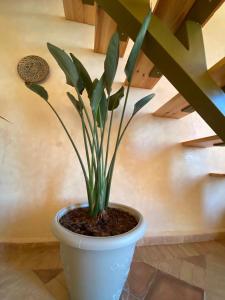 a plant in a white pot in a room at Dar diafa samira in Mirleft