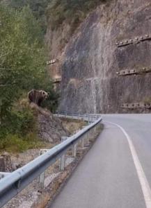 un oso marrón caminando al costado de una carretera en Casa Rural Calecha, en Caboalles de Abajo