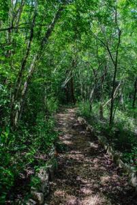 a dirt trail in the woods with trees at Rancho Aak in Yaxché