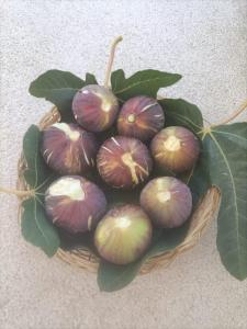 a bunch of purple and green figs in a basket at Masseria Ella in Pulsano
