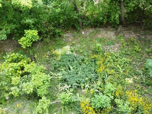 un mucchio di piante e fiori sul terreno di Роза a Bishkek