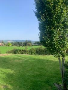 a tree in the middle of a green field at Brigadoon 3 bed Apartment with Stunning valley Veiws in Roundwood