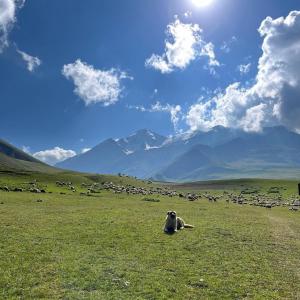 a cow laying in a field with a herd of animals at Xinaliq İzzet's Riverside Home Stay in Xınalıq