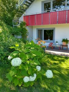 een tuin met witte bloemen voor een huis bij Ferienhaus Keller in Lippertsreute