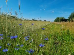 un campo de flores azules en un campo de hierba en Pole Namiotowe Chester's Field campsite It's GENIUS!, en Kampinos