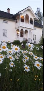 a field of daisies in front of a house at Søberget in Stange