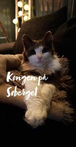 Eine Katze, die auf einer Decke auf einer Couch liegt in der Unterkunft Søberget in Stange