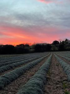 un campo de cultivos de soja con una puesta de sol en el fondo en Maison avec terrasse proche Grignan en Colonzelle