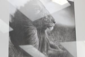 a black cat sitting on a bench in the grass at Les AGRIATES in Besançon +6 photos