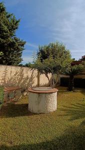 a tree in a pot sitting in the grass at VersoSUD in Marsala