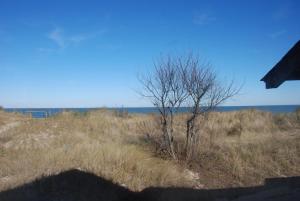 Ein Baum auf einem Feld mit dem Ozean im Hintergrund in der Unterkunft Beach Lovers Delight cottage in North Camellia Acres