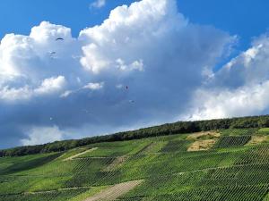 a group of kites flying over a green field at Willi's Moselschlösschen in Neumagen-Dhron