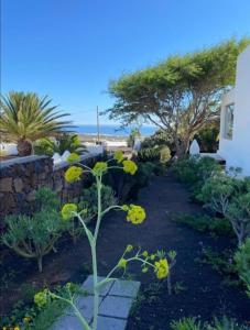 a garden with yellow flowers and a stone wall at Casa Kira, Macher in Mácher