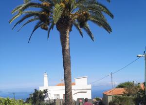 un palmier devant un bâtiment blanc dans l'établissement Pino Redondo, à Puntagorda