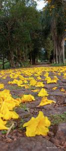 a field of yellow leaves on the ground at Pousada Longe Vista in Tibagi