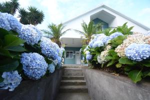 una casa con hortensias azules en una pared de retención en Casinha das Hortênsias, en Horta