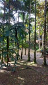um grupo de palmeiras num parque em Sitio do Sol quarto wc compartilhado em Guabiruba