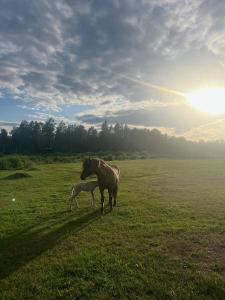 Un caballo y un caballito parados en un campo en Idylliskt hus med sjöutsikt., en Östhammar