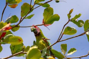 a green bird perched on a tree branch at Los Amigos Jungle Hotel Tortuguero in Tortuguero