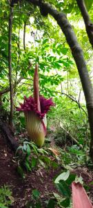 a large flower in the middle of a forest at Green Lodge Tangkahan in Tangkahan