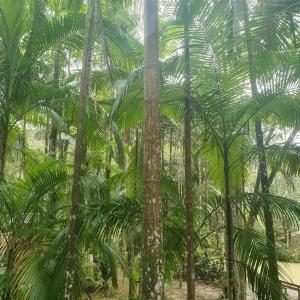 un grupo de palmeras en un bosque en Sitio do Sol suíte romântica en Guabiruba