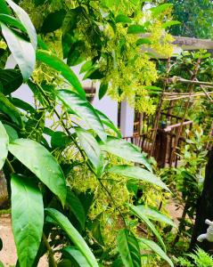 Jardí fora de Bella Ella