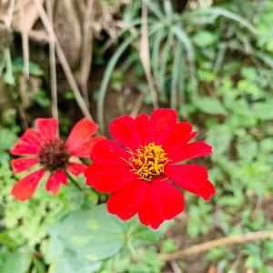 Jardí fora de Bella Ella