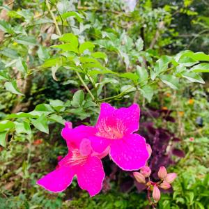 Jardí fora de Bella Ella