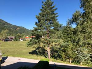 un gran pino en un campo con una casa en Gästehaus Wasserburger en Kernhof