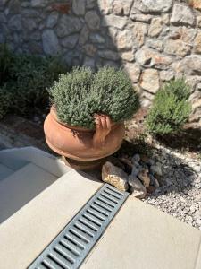 a plant in a pot sitting on top of a ledge at Bonvivan House in Diminići