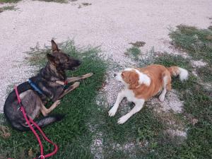 dos perros tirados en el césped junto a una carretera en B&B La Coccinella, en Amaseno