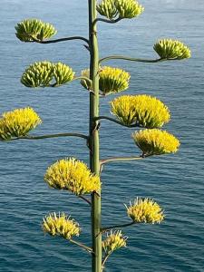eine große Pflanze mit gelben Blumen neben dem Wasser in der Unterkunft My little beach cabin in Ventimiglia