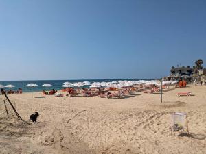 a dog standing in the sand on a beach at Space age Jaffa Apartment in Tel Aviv