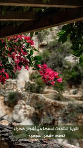 a bunch of pink flowers hanging from a tree at the suwgra-Al-Jabal Al-Akdar in Sūkirah