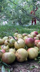 a large pile of apples sitting on the ground at the suwgra-Al-Jabal Al-Akdar in Sūkirah