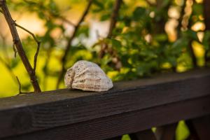 a seashell sitting on top of a wooden bench at Casa TaMi in Piatra Neamţ