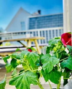 a plant with green leaves and a red rose at Ruim comfortabel appartement centrum Breda MET restaurant! in Breda