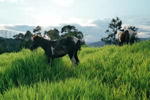 deux chevaux debout dans un champ d'herbe haute dans l'établissement Mon Hmong, à Chiang Mai