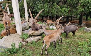 Altri animali domestici presso l'appartamento o nei dintorni