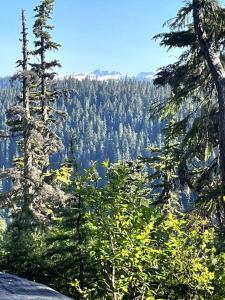 a view of a forest of trees on a mountain at Basecamp Strathcona Park View Chalet in Mount Washington