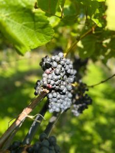 a bunch of grapes hanging from a tree at Cozy Rooms at Organic Vinery, Vesterhave Vingaard - see more at BY-BJERG COM in Karrebæksminde