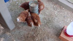un grupo de pollos tirados en el suelo en Biju's Little Farm, en Ibiúna